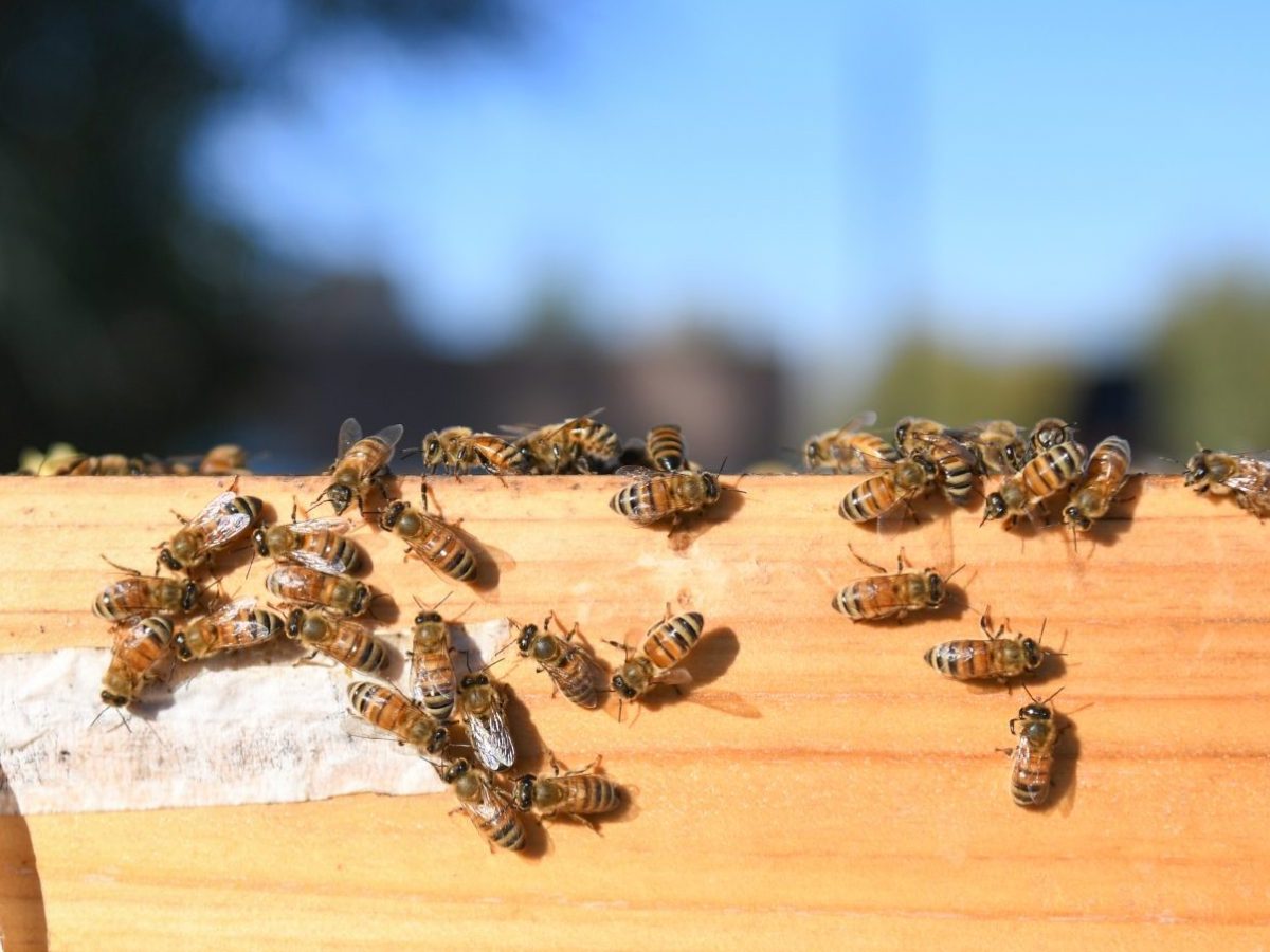 Collecting the last honey bee-fore winter at Summit Community Gardens